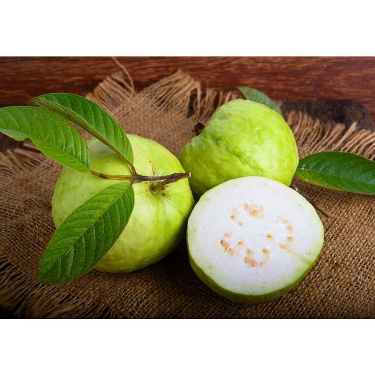 Bibit Jambu Kristal Putih